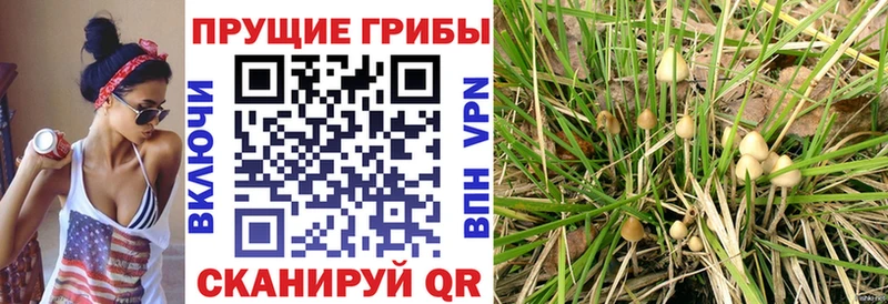 Псилоцибиновые грибы MAGIC MUSHROOMS  дарнет шоп  ОМГ ОМГ как зайти  Грайворон 